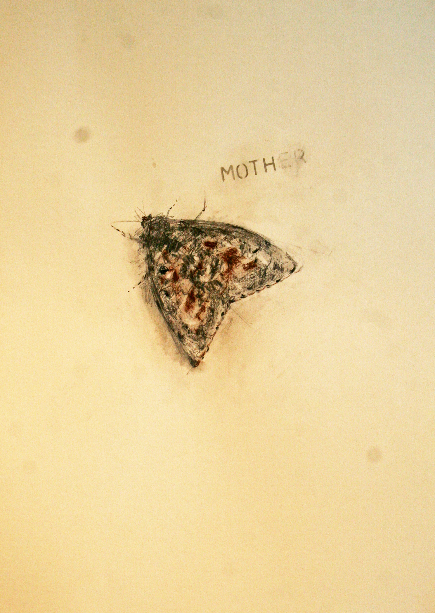 IMG_4286 moth